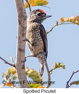 Spotted Piculet - © James F Wittenberger and Exotic Birding LLC Spotted Piculet - © James F Wittenberger and Exotic Birding LLC
