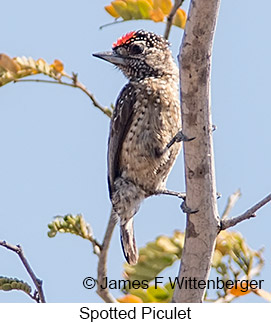 Spotted Piculet - © James F Wittenberger and Exotic Birding LLC