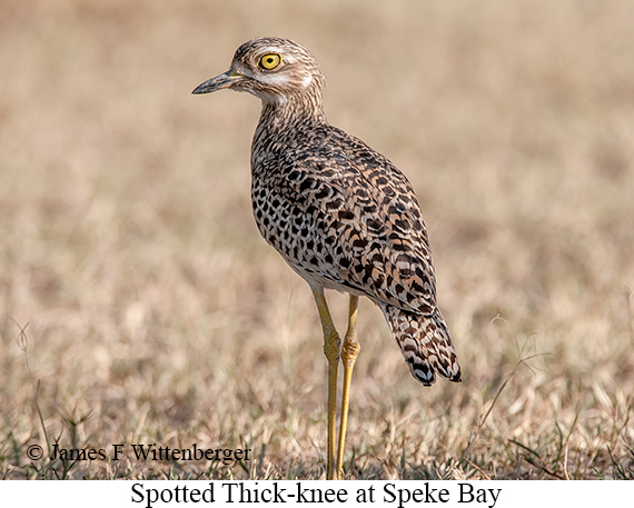 Spotted Thick-knee - © James F Wittenberger and Exotic Birding LLC