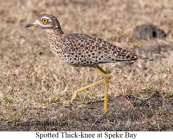 Spotted Thick-knee - © James F Wittenberger and Exotic Birding LLC