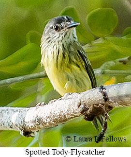 Spotted Tody-Flycatcher - © Laura L Fellows and Exotic Birding LLC