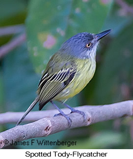 Spotted Tody-Flycatcher - © James F Wittenberger and Exotic Birding LLC Spotted Tody-Flycatcher - © James F Wittenberger and Exotic Birding LLC