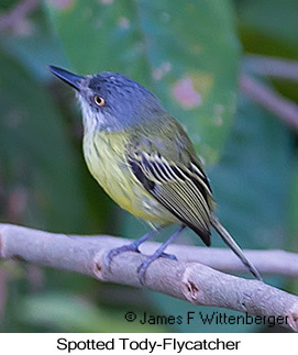 Spotted Tody-Flycatcher - © James F Wittenberger and Exotic Birding LLC