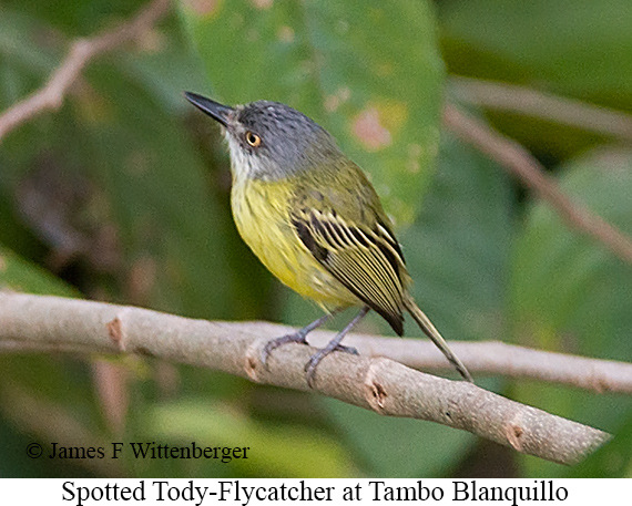 Spotted Tody-Flycatcher - &copy; James F Wittenberger and Exotic Birding LLC