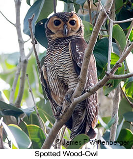 Spotted Wood-Owl - © James F Wittenberger and Exotic Birding LLC