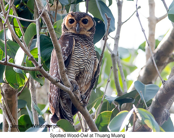 Spotted Wood-Owl - © James F Wittenberger and Exotic Birding LLC