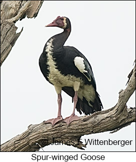 Spur-winged Goose - © James F Wittenberger and Exotic Birding LLC