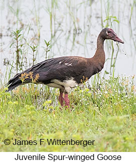 Spur-winged Goose - © James F Wittenberger and Exotic Birding LLC