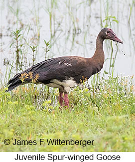 Spur-winged Goose - © James F Wittenberger and Exotic Birding LLC Spur-winged Goose - © James F Wittenberger and Exotic Birding LLC