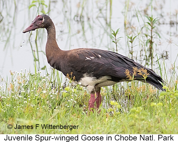 Spur-winged Goose - © James F Wittenberger and Exotic Birding LLC