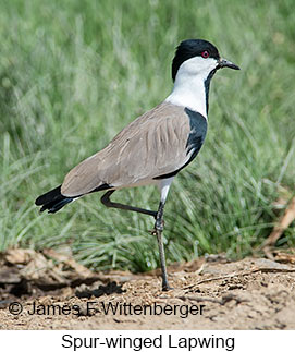 Spur-winged Lapwing - © James F Wittenberger and Exotic Birding LLC