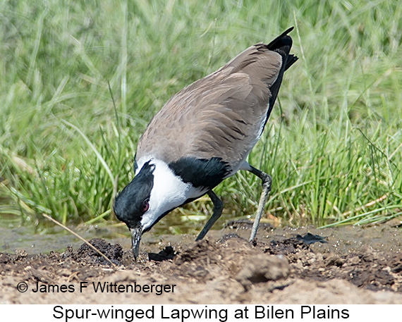 Spur-winged Lapwing - © James F Wittenberger and Exotic Birding LLC