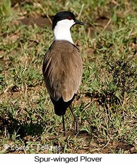 Spur-winged Lapwing - © Laura L Fellows and Exotic Birding LLC Spur-winged Lapwing - © Laura L Fellows and Exotic Birding LLC