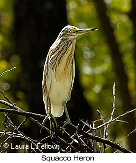 Squacco Heron - © Laura L Fellows and Exotic Birding LLC Squacco Heron - © Laura L Fellows and Exotic Birding LLC