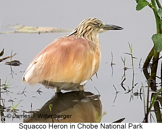 Squacco Heron - © James F Wittenberger and Exotic Birding LLC Squacco Heron - © James F Wittenberger and Exotic Birding LLC