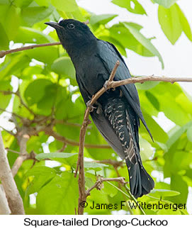 Square-tailed Drongo-Cuckoo - © James F Wittenberger and Exotic Birding LLC