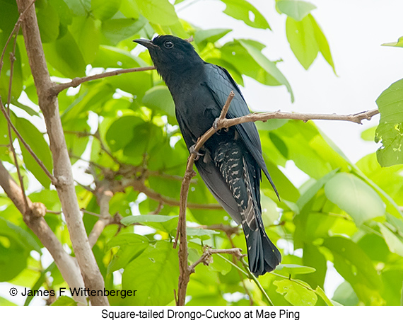 Square-tailed Drongo-Cuckoo - © James F Wittenberger and Exotic Birding LLC