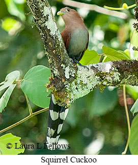 Squirrel Cuckoo - © Laura L Fellows and Exotic Birding Tours Squirrel Cuckoo - © Laura L Fellows and Exotic Birding Tours
