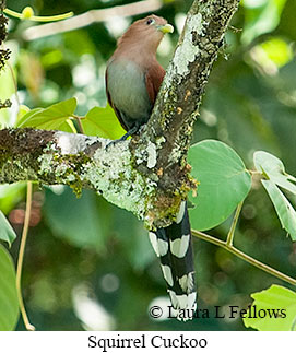 Squirrel Cuckoo - © Laura L Fellows and Exotic Birding LLC