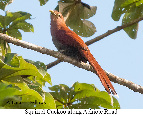 Squirrel Cuckoo - © Laura L Fellows and Exotic Birding LLC