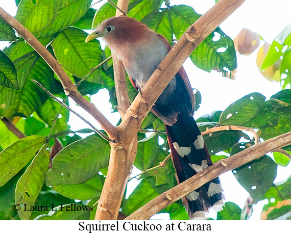 Squirrel Cuckoo - © Laura L Fellows and Exotic Birding LLC