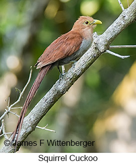 Squirrel Cuckoo - © James F Wittenberger and Exotic Birding LLC