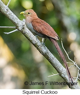 Squirrel Cuckoo - © James F Wittenberger and Exotic Birding LLC