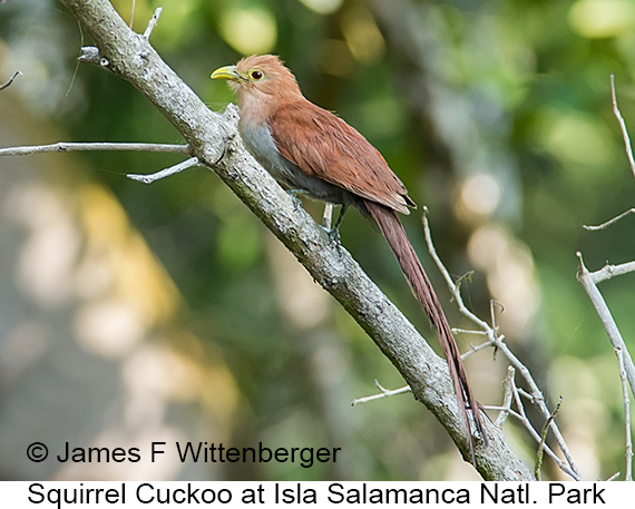 Squirrel Cuckoo - © James F Wittenberger and Exotic Birding LLC