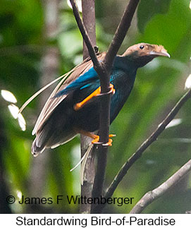 Standardwing Bird-of-Paradise - © James F Wittenberger and Exotic Birding LLC Standardwing Bird-of-Paradise - © James F Wittenberger and Exotic Birding LLC