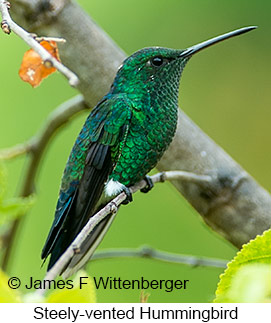 Steely-vented Hummingbird - © James F Wittenberger and Exotic Birding LLC