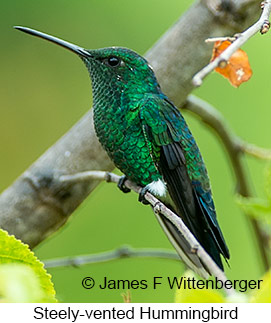 Steely-vented Hummingbird - © James F Wittenberger and Exotic Birding LLC Steely-vented Hummingbird - © James F Wittenberger and Exotic Birding LLC