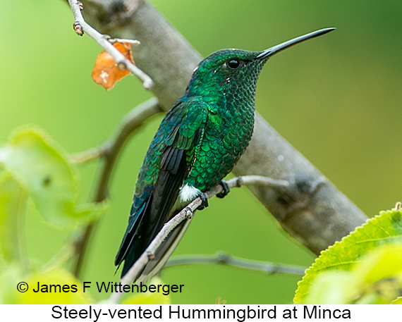 Steely-vented Hummingbird - © James F Wittenberger and Exotic Birding LLC Steely-vented Hummingbird - © James F Wittenberger and Exotic Birding LLC