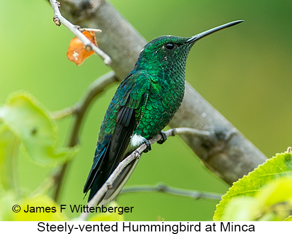 Steely-vented Hummingbird - © James F Wittenberger and Exotic Birding LLC