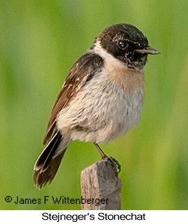 Stejneger's Stonechat - &copy; James F Wittenberger and Exotic Birding LLC