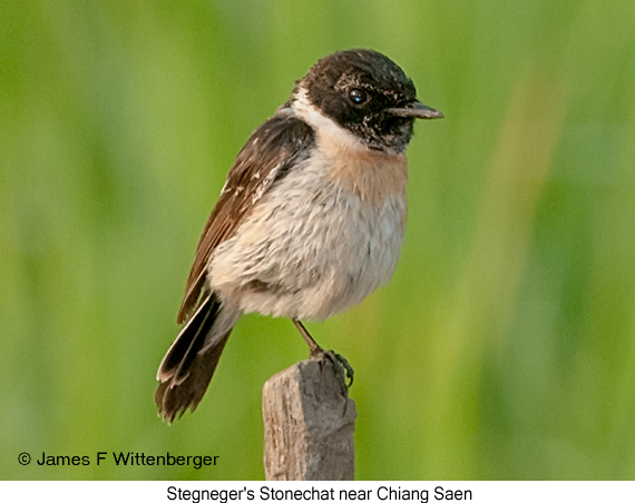 Stejneger's Stonechat - © James F Wittenberger and Exotic Birding LLC