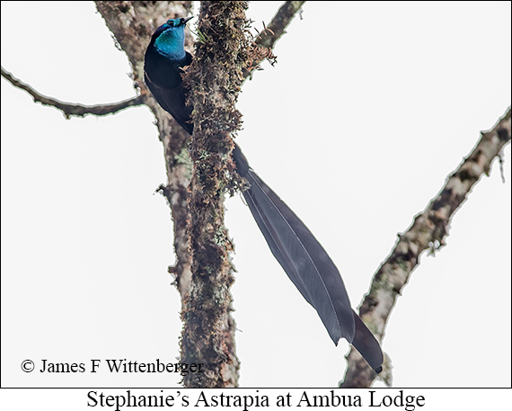 Stephanie's Astrapia - © James F Wittenberger and Exotic Birding LLC