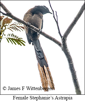 Stephanie's Astrapia - © James F Wittenberger and Exotic Birding LLC