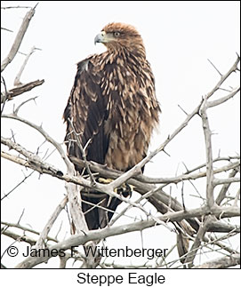 Steppe Eagle - © James F Wittenberger and Exotic Birding LLC