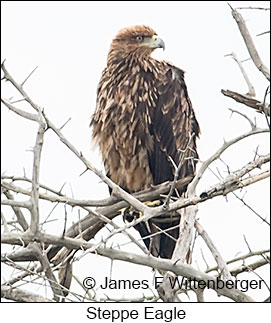 Steppe Eagle - © James F Wittenberger and Exotic Birding LLC