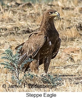 Steppe Eagle - &copy; James F Wittenberger and Exotic Birding LLC