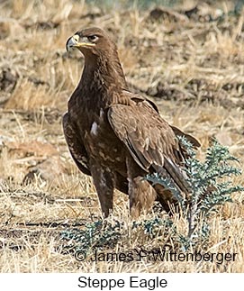 Steppe Eagle - © James F Wittenberger and Exotic Birding LLC