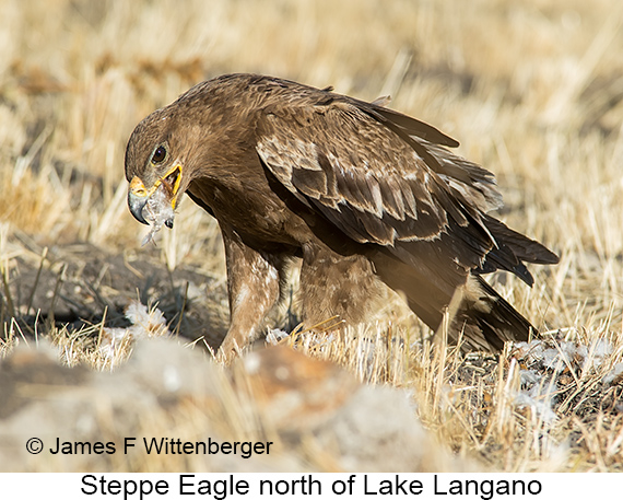 Steppe Eagle - © James F Wittenberger and Exotic Birding LLC Steppe Eagle - © James F Wittenberger and Exotic Birding LLC