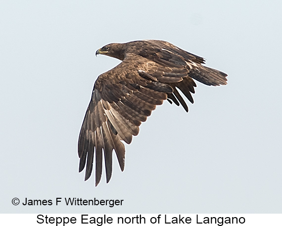 Steppe Eagle - © The Photographer and Exotic Birding LLC