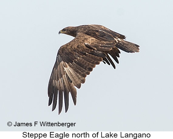 Steppe Eagle - © James F Wittenberger and Exotic Birding LLC Steppe Eagle - © James F Wittenberger and Exotic Birding LLC