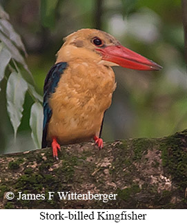 Stork-billed Kingfisher - © James F Wittenberger and Exotic Birding LLC
