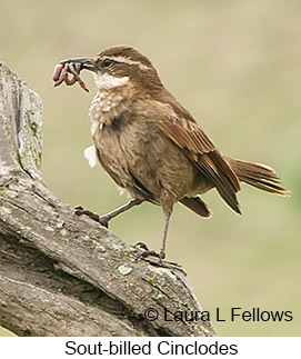 Stout-billed Cinclodes - © Laura L Fellows and Exotic Birding LLC