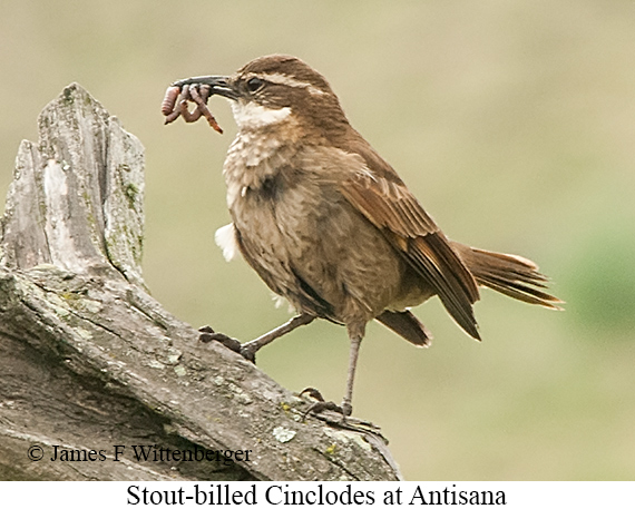 Stout-billed Cinclodes - &copy; James F Wittenberger and Exotic Birding LLC