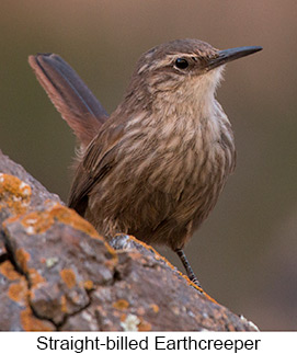 Straight-billed Earthcreeper  - Courtesy Argentina Wildlife Expeditions