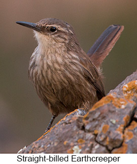 Straight-billed Earthcreeper  - Courtesy Argentina Wildlife Expeditions