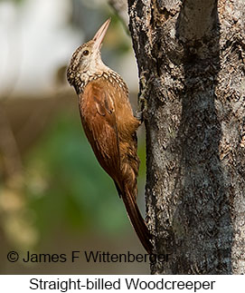 Straight-billed Woodcreeper - © James F Wittenberger and Exotic Birding LLC